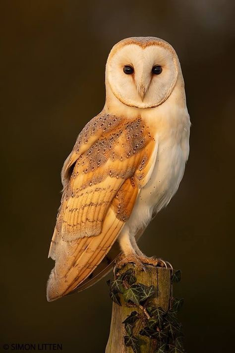 Owl Reference Photo, Beautiful Owl Photography, Owl Breeds, Owl Habitat, Barn Owl Tattoo, Pretty Owl, Cute Owl Tattoo, Owl Species, Owl Photography