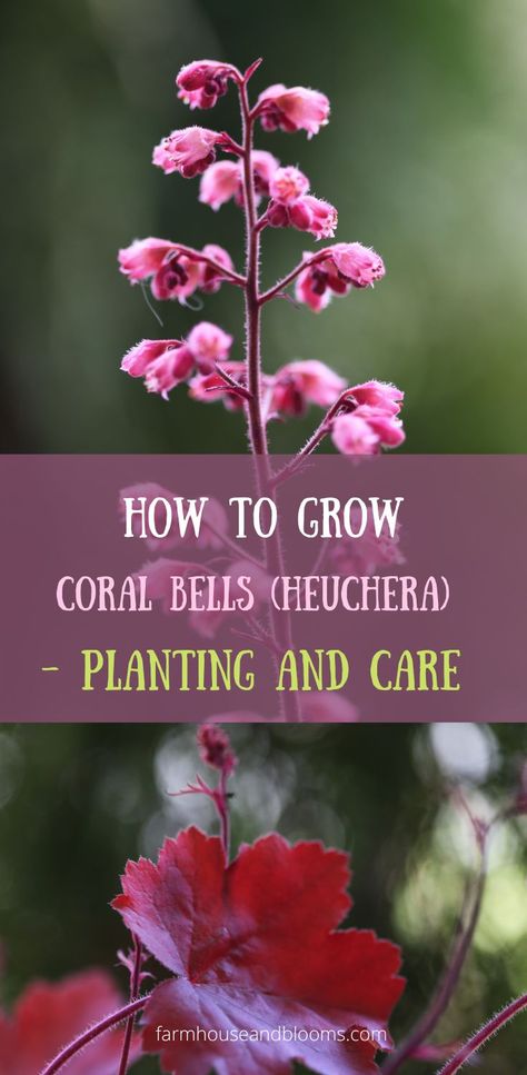 two pictures, one of coral bell flowers, and one of coral bell leaves Corabells Perennials, Cora Bells In Landscaping, Corabells Perennials Care, Coral Bells Companion Plants, Cora Bells Plants, Corabells Landscaping, Coral Bell Garden, Coral Bells Landscaping, Heuchera Garden Ideas