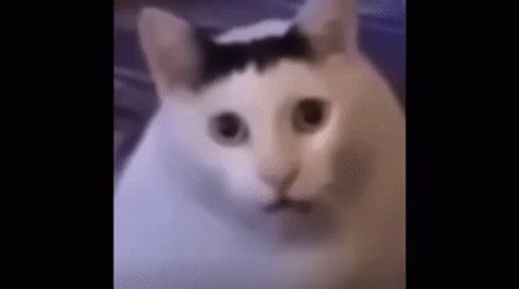 Huh Huh Cat GIF - Huh Huh Cat Funny Cat - Discover & Share GIFs Huh Cat Gif, Huh Reaction Pic, Huh Meme, Funny Cat Gif, Shock Meme, Huh Cat, Hi Meme, Cat Animated, Meme Gifs