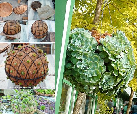 Suculenta Bola F Bricolagem Jardim suculentas Balls - Magnífico jardim Acessórios Diy Hanging Planter, Jardim Diy, Fishing Ideas, Hanging Succulents, Have Inspiration, Diy Hanging, Succulents Diy, Garden Crafts, Garden Accessories