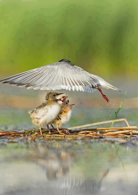 . National Geographic Photo Contest, Haiwan Peliharaan, Baby Bird, Pretty Birds, National Geographic Photos, Bird Photo, Little Birds, Small Birds, Umbria