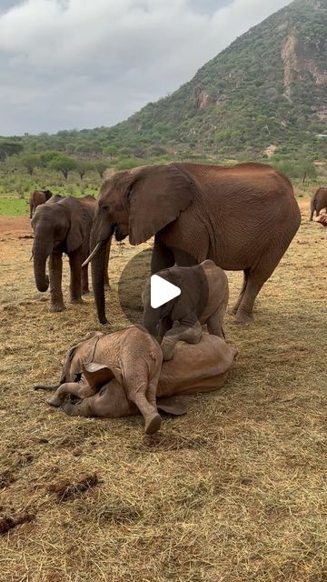 Pygmy Elephant, Baby Elephants Playing, Elephants Playing, Sheldrick Wildlife Trust, Happy Elephant, Elephant Walk, Elephants Photos, Amazing Animal Pictures, Travel Essentials Men