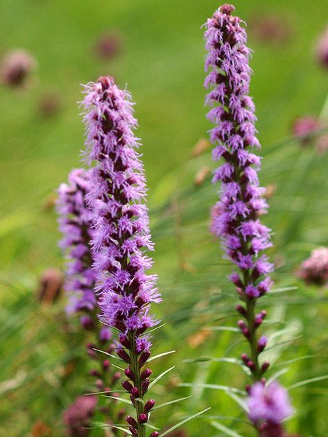 Originally found growing wild in the American prairie, Liatris, or blazing star, is now a top pick for hot, sunny gardens: http://www.bhg.com/gardening/flowers/perennials/power-perennials/?socsrc=bhgpin042414liatris&page=16 Liatris Pycnostachya, White Perennials, American Prairie, Moss Phlox, Cranesbill Geranium, Blazing Star, Prairie Flower, Prairie Garden, Shade Perennials