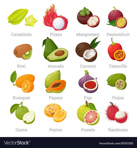 Exotic tropical fruits set with names Royalty Free Vector Tropical Fruits Illustration, Plants With Names, Fat Burning Fruits, Fruit Names, Fat Burning Tea, Food Vocabulary, Fruits Images, Food Charts, India Food