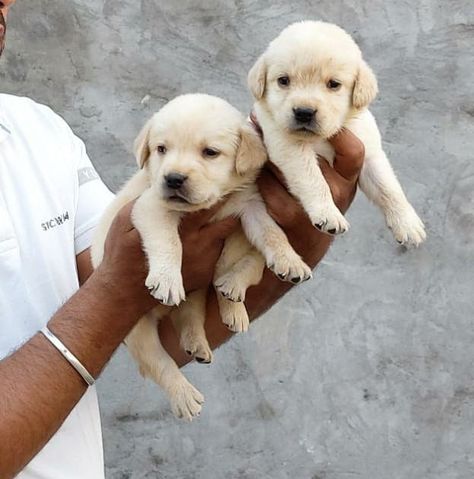 Lab Retriever Puppy, Golden Labrador Puppies, Cute Labrador Puppies, Labrador Puppies For Sale, Labrador Puppies, Golden Labrador, Labrador Puppy, Golden Retriever Puppy, Retriever Puppy