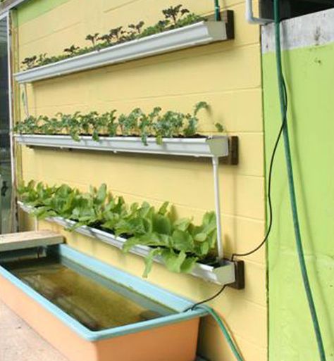 gutteraquaponics1 https://www.offgridworld.com/diy-rain-gutter-aquaponic-system/ Aquaponics System Design, Vertical Aquaponics, Massive Garden, Hydroponics Gardening, Aquaponic System, Aquaponics Greenhouse, Backyard Aquaponics, Gutter Garden, Aquaponics Fish