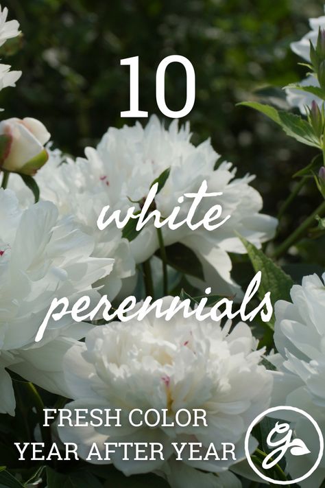 Green White Landscaping, White Phlox Perennials, Bushes With White Blooms, White Flowers Landscaping, Garden White Flowers, White Flowers For Front Yard, White Flowering Bushes, Tall White Perennials, White Flower Shrubs