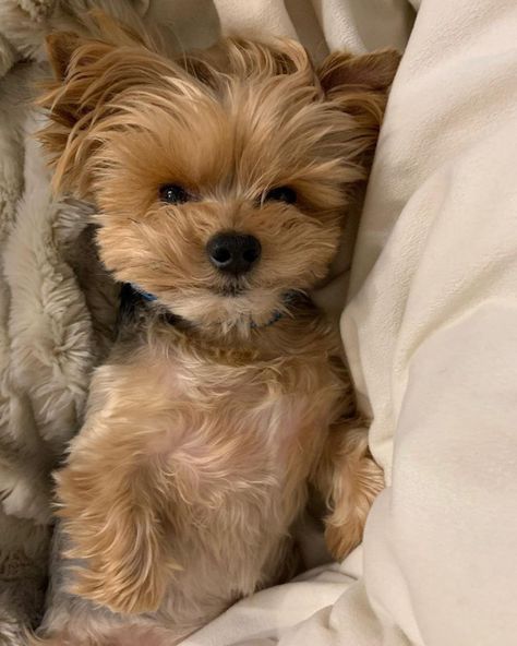 Yorkie Shih Tzu Mix, Shorkie Dogs, Maltese Yorkie Mix, Shorkie Puppies, Funny Ferrets, Maltese Shih Tzu, Yorkie Mix, Brown Puppies, Shih Tzu Mix