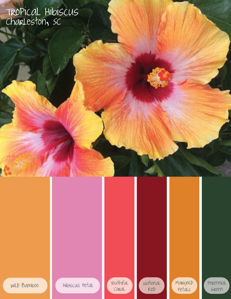 Color Cues: Tropical Hibiscus #color #palette #hibiscus #tropics #tropical #flower Tropical Glam Color Palette, Hibiscus Flower Color Palette, Moody Tropical Color Palette, Tropical Flowers Color Palette, Tropical Flower Color Palette, Tropical Colour Pallet, Tropical Island Color Palette, Hibiscus Color Palette, Tropical Color Palette Colour Schemes