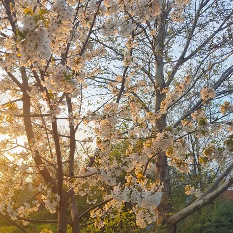 flowers, spring, aesthetic, cute, Spring Breeze Aesthetic, Flower Forest Aesthetic, Cozy Spring Aesthetic, Summer Season Aesthetic, Early Spring Aesthetic, Spring Aesthetic Nature, Spring Season Aesthetic, Blossom Aesthetic, Spring Cozy