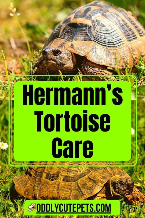 Hermann's Tortoise Care - Learn about hermann tortoise care and how to give this tortoise the requirements it needs Hermann Tortoise Food, Herman’s Tortoise Enclosure, Herman’s Tortoise, Hermann Tortoise Enclosure Indoor, Tortoise Enrichment Ideas, Herman's Tortoise, Tortoise Tank Ideas, Herman Tortoise, Diy Tortoise Habitat Indoor