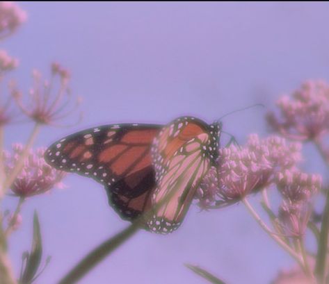 #Butterfly #flower #cottagecore #aesthetic #nature #edit #sparkle Butterfly Aesthetic Wallpaper, Ethereal Butterfly, Wallpaper Butterfly, Cottagecore Wallpaper, Butterfly Aesthetic, Butterfly Art, A Butterfly, Aesthetic Wallpaper, Aesthetic Wallpapers