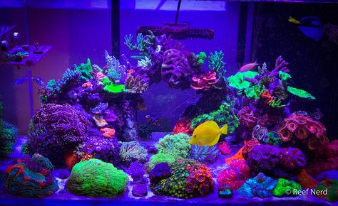 Let's see your 2019 Full Tank (FTS) Shots! | Page 20 | REEF2REEF Saltwater and Reef Aquarium Forum Purple Aquarium, Glofish Tank, Reef Tank Aquascaping, Glofish Aquarium, Coral Aquarium, Glow Fish, Fish Aquarium Decorations, Saltwater Aquariums, Fish Tank Themes