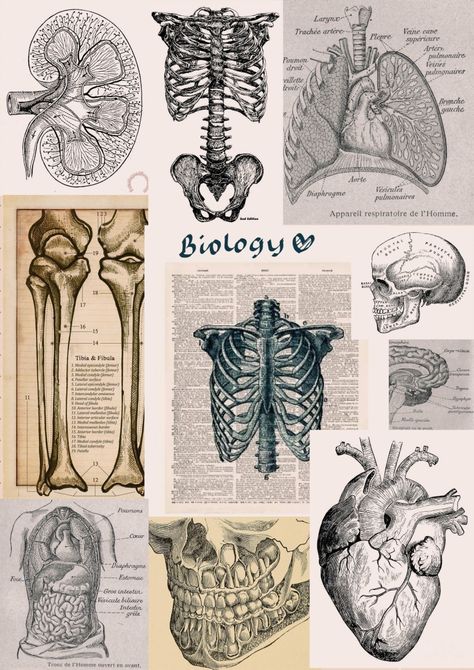 aesthetic Biology Sketches Drawings, Biology Binder Cover Aesthetic, Biology Art Wallpaper, Biology Room Decor, Biology Sketchbook, Biology Art Draw Ideas, Anatomy And Physiology Binder Cover, Biology Sketches, Heart Biology