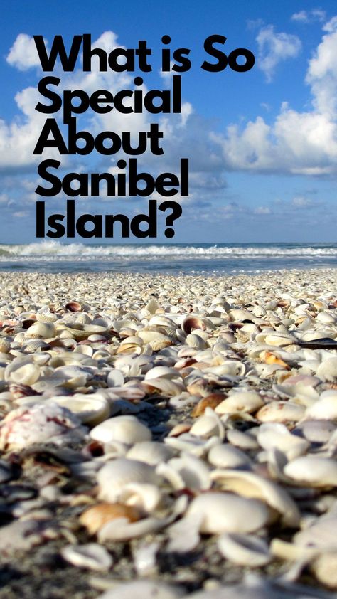 The Bell Team, a real estate agency of Sanibel Island Florida, shares why Sanibel Island is so popular and why so many people seek to live on and vacation on the island for potential Sanibel homebuyers. Sanibel Island Shells, Fort Meyers, Florida Vacation Spots, Sanibel Island Florida, Usa Trip, Team A, Sanibel Island, Beaches In The World, State Of Florida