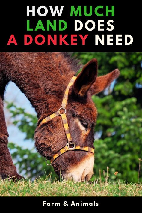 Donkey As A Pet, Caring For Donkeys, How To Care For Donkeys, Owning A Donkey, Miniature Donkey Care, Donkey Stall Ideas, Donkey Care Tips, Donkey Shelter Ideas, Donkey Stable Ideas