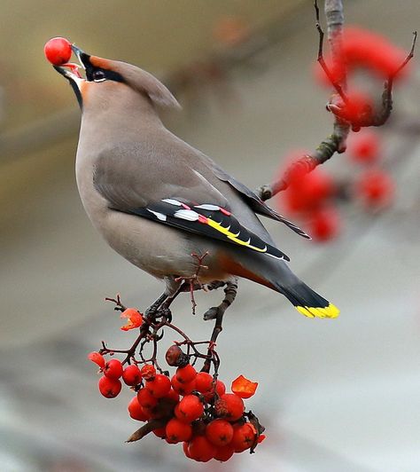 Bohemian Waxwing, Most Beautiful Birds, Most Beautiful Animals, Exotic Birds, Bird Pictures, Pretty Birds, Bird Photo, Colorful Birds, Cute Birds