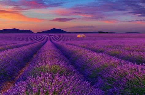 Peter Lik Photography, Field Of Lavender, Most Famous Photographers, Peter Lik, Award Winning Photography, Artwork For Home, Famous Photographers, Fields Photography, Back Road