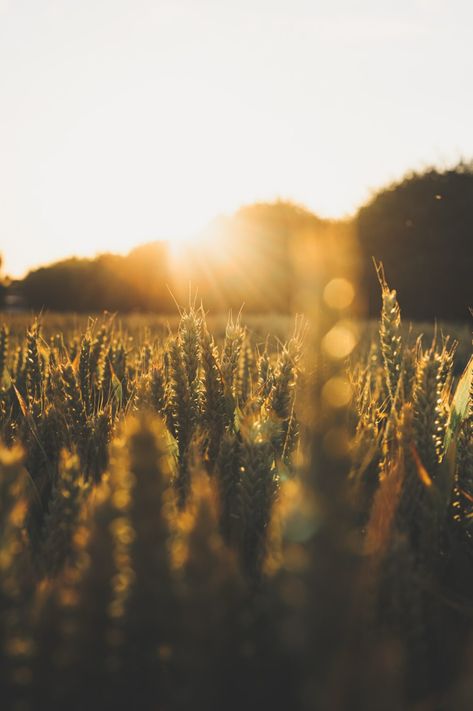 Centered on the first grain harvest and first fruits of the year, Lammas, also known as Lughnasadh, is celebrated with bread, fruits and rituals to to reconnect with your goals. Continue reading for step-by-step guides to celebrate lammas and how to manifest your dreams during this magical time of year. Pagan Festivals, Nature Background Images, Sports Bike, Free High Resolution Photos, Nature Background, Bike Photo, Wallpaper Download, Nature Backgrounds, Sunset Photos