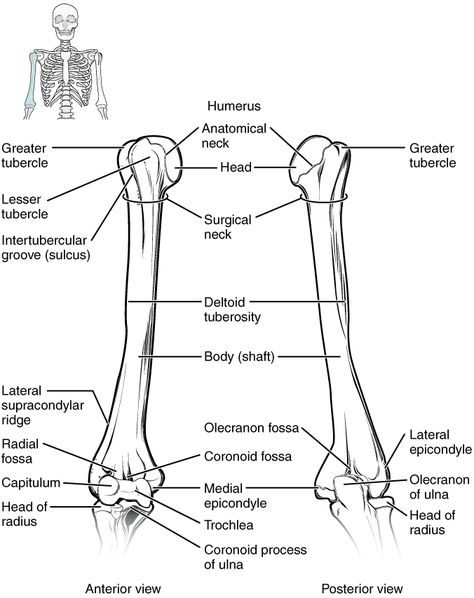 Bones of the Upper Limb | Anatomy and Physiology Human Osteology, Bones Diagram, Skeleton Worksheet, Appendicular Skeleton, Limb Anatomy, Upper Limb Anatomy, Anatomy Coloring, Drawing Arms, Human Skeletal System