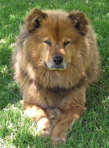 German Shepherd Chow Chow, via Flickr. Perros Chow Chow, German Shepherd Mix, Chow Chow Dogs, Lion Dog, Yorkshire Terrier Puppies, Mixed Breed Dogs, Sweet Dogs, Chow Chow, Beautiful Dogs