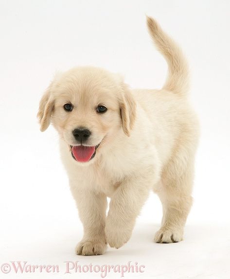 Photograph of Golden Retriever puppy running forward. Rights managed white background Dog image. Puppy Running, Pretty Puppies, Dog Line Drawing, Yellow Lab Puppies, Dog Golden Retriever, Luxury Dog Collars, Engraved Dog Collar, Dog Collar With Name, Cute Dog Collars