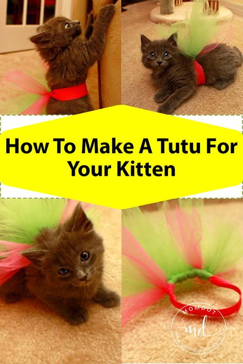 How To Make A Tutu For Your Kitten Costumes For Cats Diy, Ballet Crafts, Make A Tutu, Kitty Crafts, Kitten Clothes, Tulle Skirt Tutorial, Tulle Crafts, Spoiled Cats, No Sew Tutu