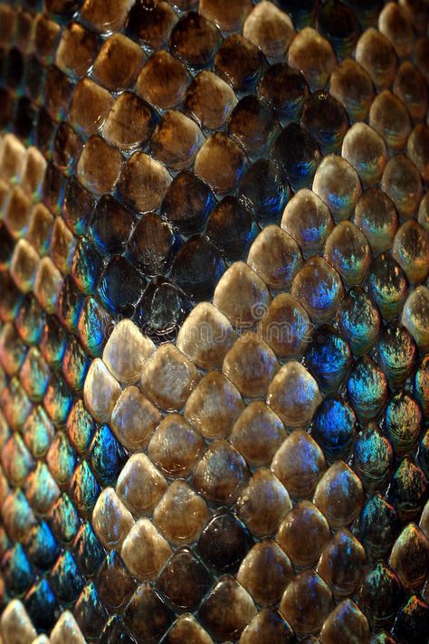 Snakeskin. Texture of the snake-skin detail , #SPONSORED, #Texture, #Snakeskin, #snake, #detail, #skin #ad Snake Astethic, Reptile Skin Texture, Snakeskin Tattoo, Biomorphic Pattern, Dragon Skin Texture, Texture In Nature, Animals Texture, Snake Anime, Animal Skin Texture