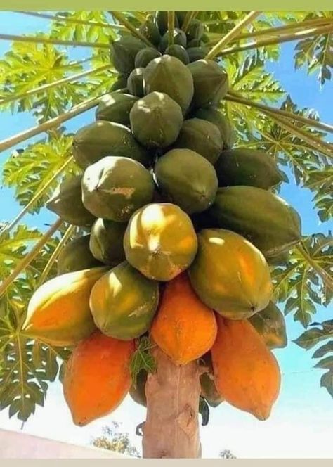 Farm Plants, Como Plantar Pitaya, Fruit Paradise, Potted Fruit Trees, Fruits And Vegetables Pictures, Fruit World, Fruit Tree Garden, Papaya Tree, Food Forest Garden