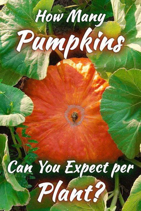 How To Grow Pumpkins Vertically, Planting Pumpkins How To Grow, Growing Pumpkins Vertically, Pumpkin Garden Ideas, When To Harvest Pumpkins, Hillside Orchard, Planting Pumpkin Seeds, Plant Pumpkins, Farmhouse Gardens