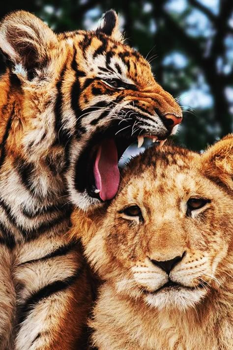 Two Tigers, Regnul Animal, Tiger Cub, Wild Things, Animal Planet, Animal Love, Exotic Pets, Beautiful Animals, Beautiful Cats