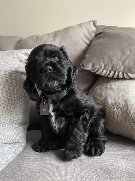 Black Cocker Spaniel, Cute Small Dogs, Puppy Mom, Dog Mommy, Very Cute Dogs, Really Cute Dogs, Cute Little Puppies, Poodle Mix, Pretty Animals