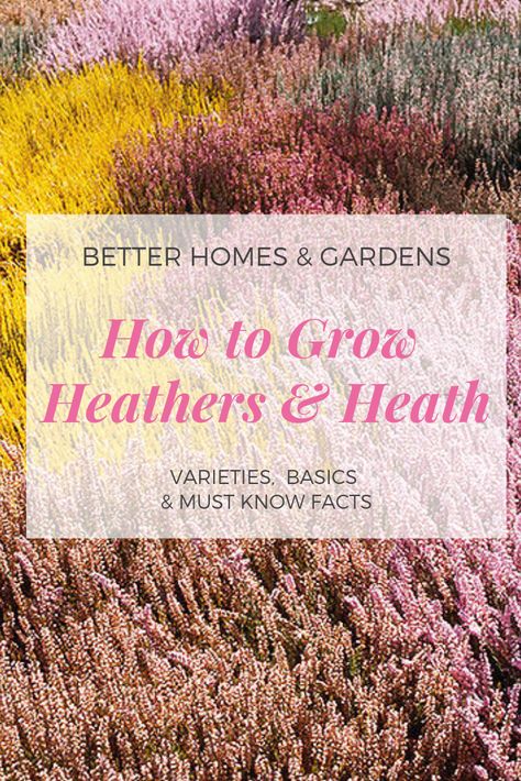 Heather Plant Landscape, Heather In Garden, Heather Planting Ideas, Heathers Plant, Heather Garden Ideas, Purple Heather Flower, Fall Shrubs, Heather Garden, Spring Backgrounds