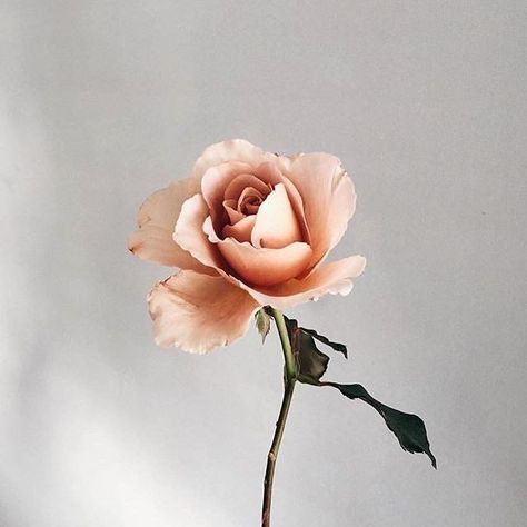 Good afternoon beautiful people! How are you ?! Today I have decided to share a couple of poems that I wrote as of lately. The first one was written for my bea Fotografi Urban, Peach Aesthetic, Rose Tyler, Plant Aesthetic, Rose Tattoos, Aesthetic Grunge, Pretty Flowers, Rose Flower, Flower Power