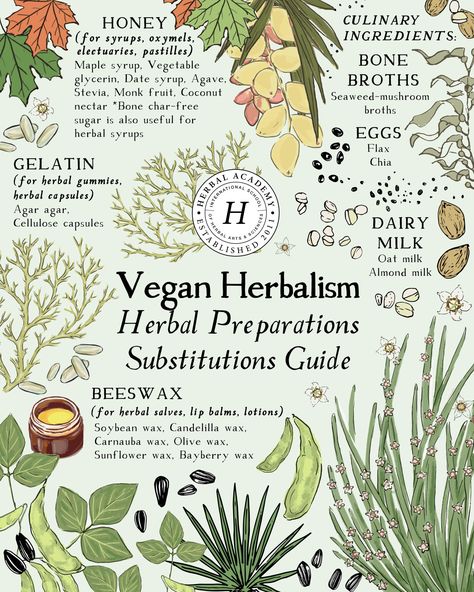 Vegan Herbalism: How to Find Alternatives to Honey, Beeswax, and More | Herbal Academy | For those who adhere to a vegan lifestyle, vegan herbalism means understanding animal-free ingredients to use in common herbal preparations. Herbal Preparations, Herbal Kitchen, Nature Medicine, Herbal Academy, Herbal Education, Herbal Health, Herbal Salves, Magic Herbs, Herbal Recipes