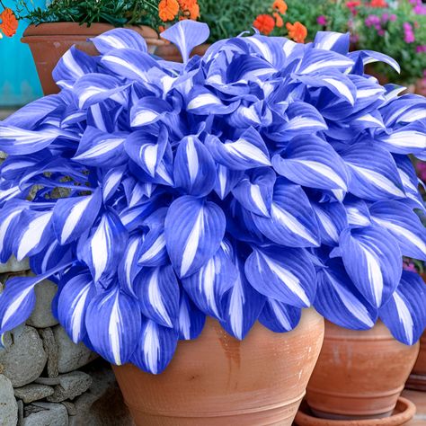 Blue Hosta Landscaping, Hostas Landscaping, Hosta Seeds, Hosta Flower, Blue Hosta, Blue Flowers Garden, Garden Shade, Attract Hummingbirds, Summer Flowers Garden