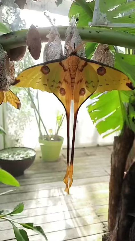 Science girl on Twitter: "A comet moth, emerged from its cocoon poised to take flight for the first time, its caterpillar dreams on gold wings 📹 IG butterfly.eden https://t.co/bvDof1I3x3" / Twitter Comet Moth, Science Girl, Nature Pics, Reference Images, Inspirational Tattoos, Beautiful Butterflies, Spirit Animal, Nature Pictures, Caterpillar