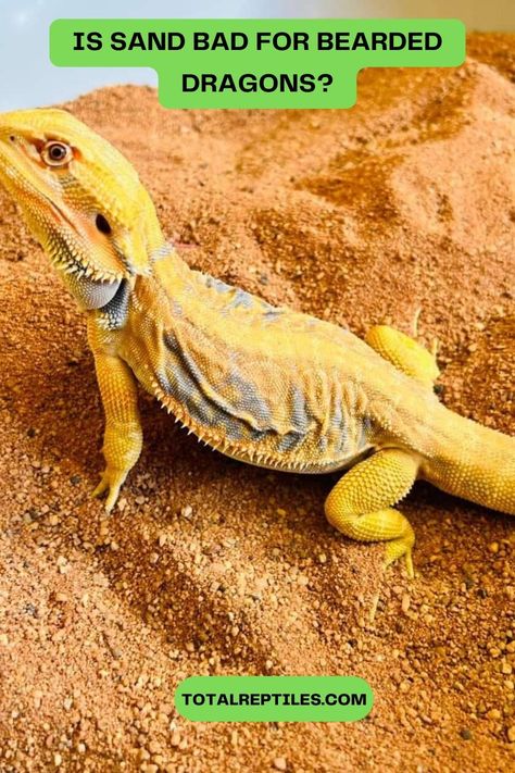 is sand bad for bearded dragons Bearded Dragon Substrate, Bearded Dragon Enclosure, Bearded Dragon Terrarium, Bearded Dragon Habitat, Bearded Dragon Tank, Sand Pit, Bearded Dragon, Pet Home, Reptiles