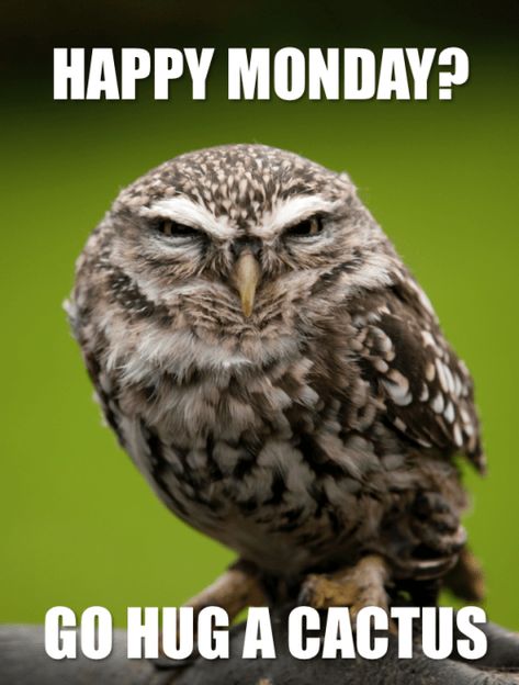 51 Superb Owls to Get You Through SuperBowl Sunday Owl Drawing, Happy Owl, Funny Owls, Morning Quotes Funny, Owl Pictures, Good Morning Funny, Funny Cartoon Quotes, Funny Animal Jokes, Cartoon Quotes