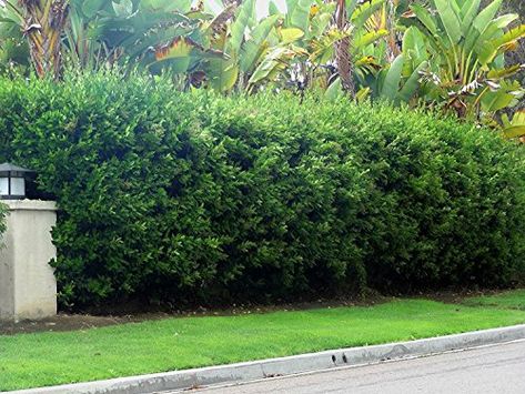 Hedge Ideas, Rambler House, Privet Hedge, California Landscaping, Evergreen Nursery, Privacy Hedges, Fast Growing Hedge, Fairytale Garden, Door Projects