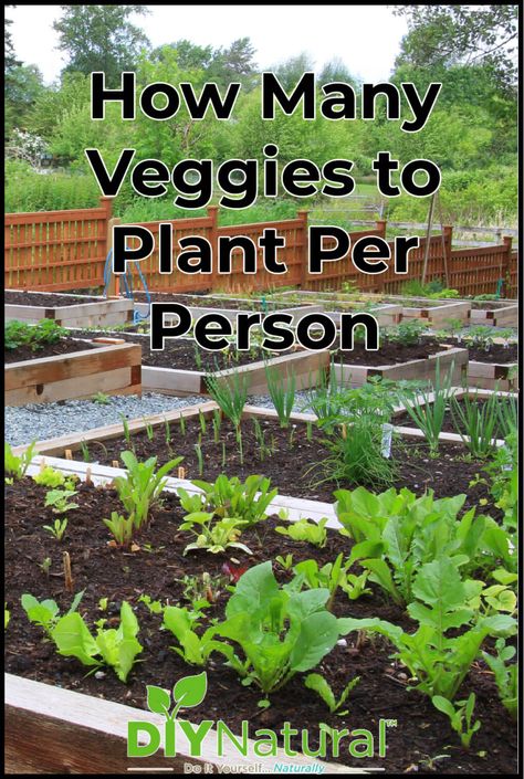 How Many Green Bean Plants Per Person, What Should I Grow In My Garden, Perrenial Vegetable Gardens, How Many Vegetables To Plant Per Person, How Much To Plant Per Person For A Year, Possum Proof Vegetable Garden, How Many Plants Per Person, How To Set Up A Garden, How Much To Plant Per Person