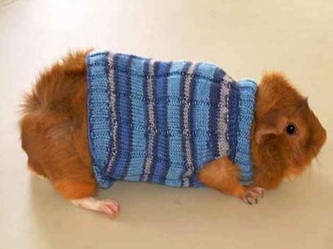 And because guinea pigs need love too: Ferrets In Sweaters, Guine Pig, Guinea Pig Clothes, Guinea Pig Diy, Dog Jackets, Pig Crafts, Guinea Pig Bedding, Pet Guinea Pigs, Guinea Pig Care