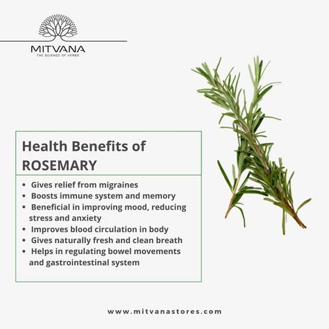 #Rosemary is not only known for its taste and smell; it is also renowned for the many #healthbenefits it possesses.  Here are some proven #health benefits of Rosemary... Health Benefits Of Rosemary, What Is Rosemary Good For, Drinking Rosemary Water Benefits, Benefits Of Rosemary Tea, Rosemary Tea Benefits, Rosemary Health Benefits, Rosemary Benefits, Homemade Teas, Benefits Of Rosemary