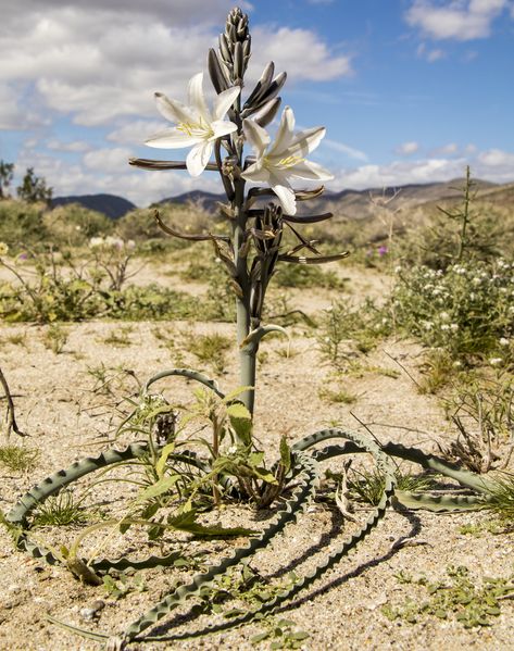 Desert Lily, Desert Drawing, California Plants, Desert Bloom, Dry Desert, Desert Cactus, Desert Plants, Icon Pack, Beautiful Things