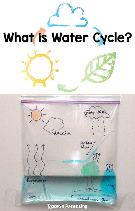 Where does water come from? Find out in this "What is Water Cycle?" Science Experiment What Is Water Cycle, Water Cycle In A Bag, Water Cycle Project, Water Cycle Activities, Vetenskapliga Experiment, Maluchy Montessori, Aktiviti Kanak-kanak, Kid Science, Simple Science