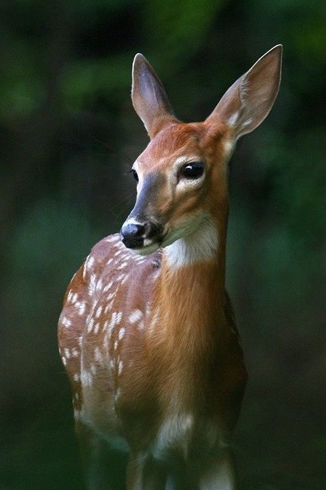 Animal Photography Wildlife, Regnul Animal, Wild Animals Photography, Deer Photos, Deer Pictures, Wildlife Animals, Animal Photo, Forest Animals, Nature Animals