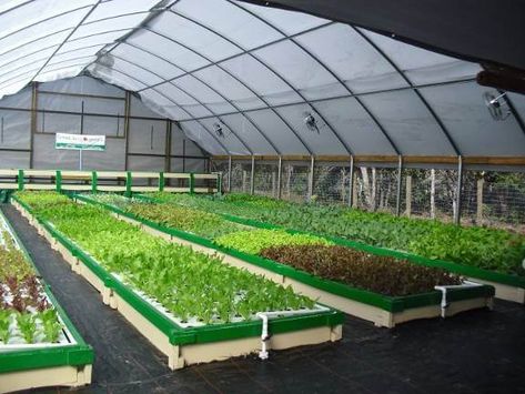 Indoor Aquaponics, Aquaponics Greenhouse, Backyard Aquaponics, House Patio, Aquaponics Fish, Aquaponics Diy, Aquaponic Gardening, Permaculture Design, Food Production