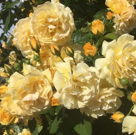 Roses Photography, Yellow Aesthetic Pastel, Hufflepuff Aesthetic, Yellow Theme, Trendy Flowers, Images Esthétiques, Yellow Aesthetic, Aesthetic Colors, Pastel Yellow