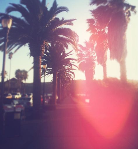 California Palm Trees photography summer palm trees california summer photography Tumblr Girly Aesthetic 2013, Summer Tumblr, 2010s Aesthetic, California Palm Trees, Young Wild Free, Pink Tumblr Aesthetic, Sun Is Shining, California Dreamin', California Dreaming