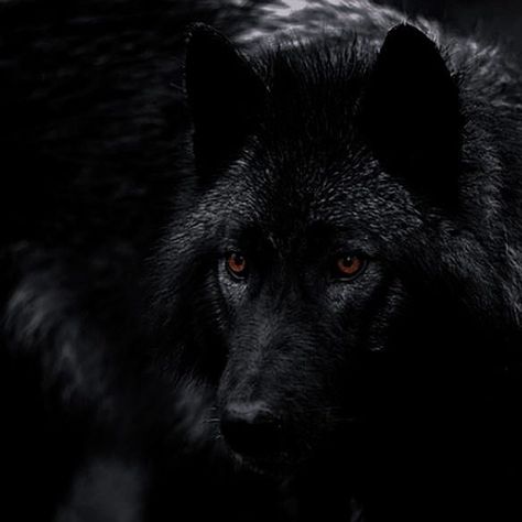 Werewolf Hunter, Wolf Aesthetic, Jordan Parrish, Werewolf Stories, Werewolf Aesthetic, Malia Tate, Black Dogs, Wolf Photos, Derek Hale